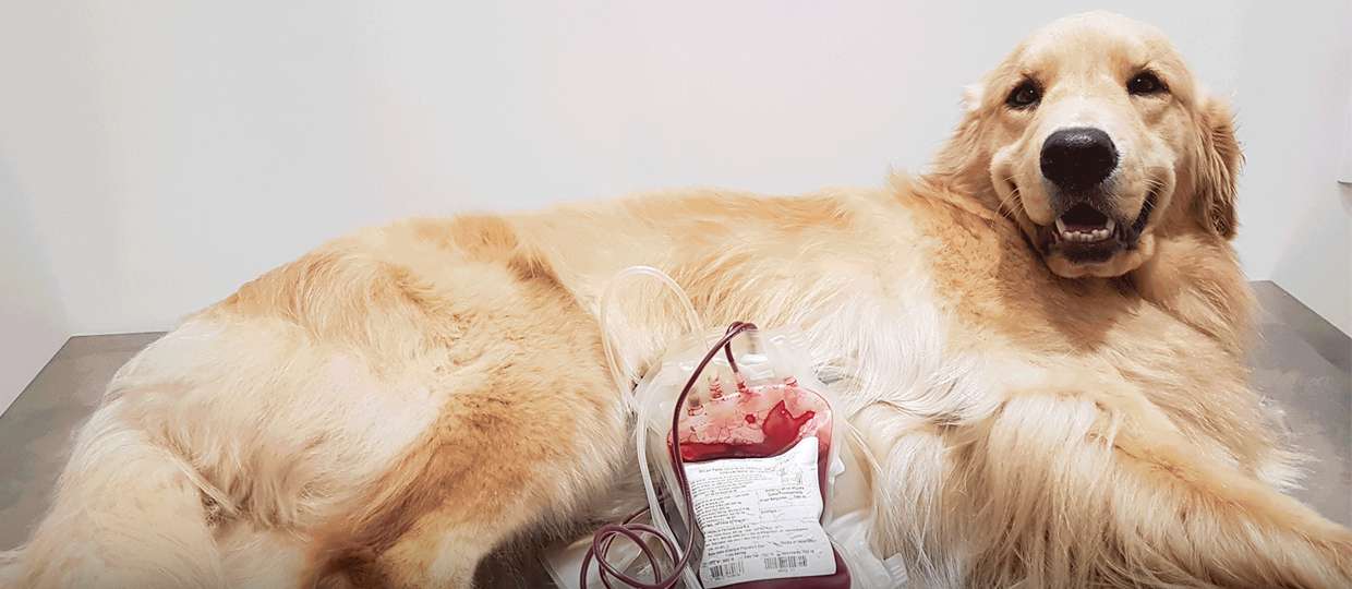 doação de sangue animal bauru