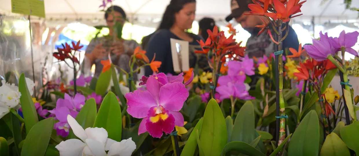 feira de orquídeas